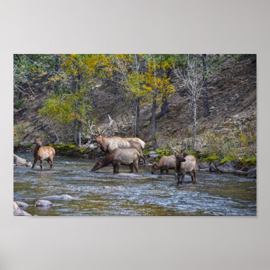 Elk Herd im Big Thompson River Poster (Vorne)