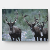 Elk Herd | Mt. Baring, Washington Fotoplatte (Vorderseite)