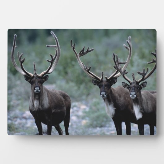 Elk Herd | Mt. Baring, Washington Fotoplatte (Vorderseite)
