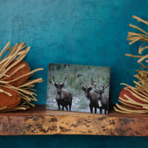 Elk Herd Mt. Baring, Washington Fotoplatte