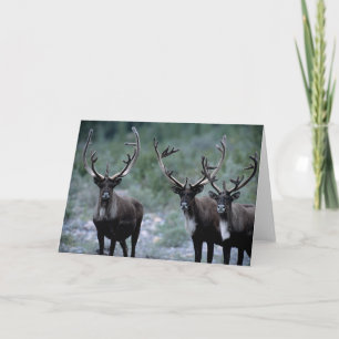 Elk Herd   Mt. Baring, Washington Karte