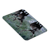 Elk Herd | Mt. Baring, Washington Magnet (Rechte Seite)