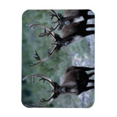 Elk Herd | Mt. Baring, Washington Magnet (Vertikal)
