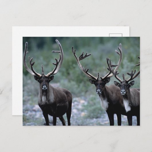Elk Herd | Mt. Baring, Washington Postkarte (Vorne/Hinten)