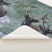 Elk Herd | Mt. Baring, Washington Sherpadecke (3/4)