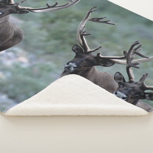 Elk Herd | Mt. Baring, Washington Sherpadecke (3/4)