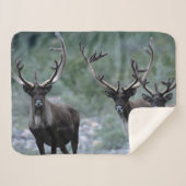 Elk Herd | Mt. Baring, Washington Sherpadecke (Vorderseite (Horizontal))