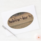 Elk Herd Oval Sticker (Umschlag)