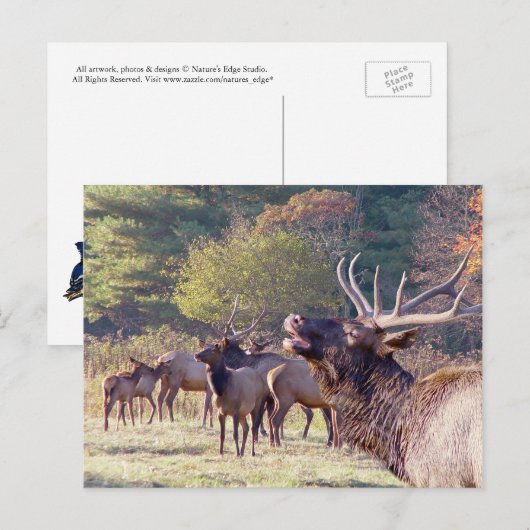 Elk Herd Postcard Postkarte (Vorne/Hinten)