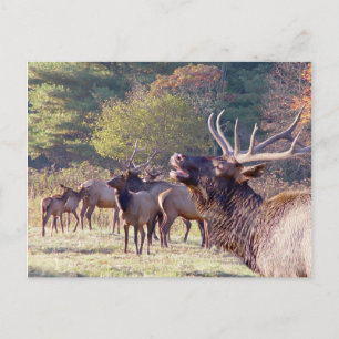 Elk Herd Postcard Postkarte