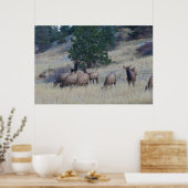 Elk Herd Poster (Küche)