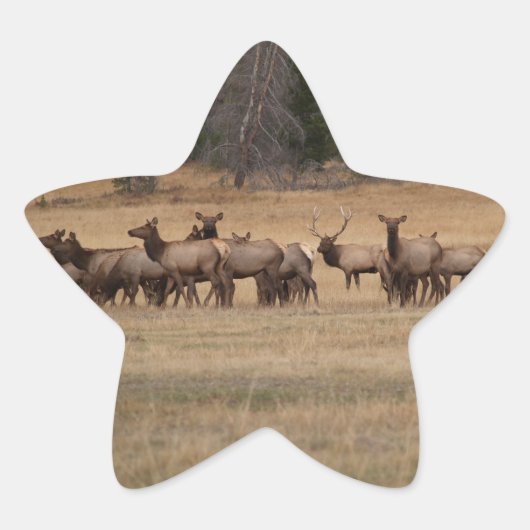 Elk Herd Star Sticker (Vorderseite)