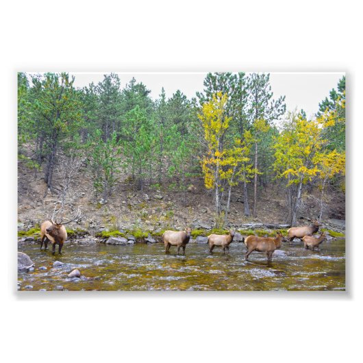 Elk Herd Wading in The Big Thompson River Fotodruck (Vorne)