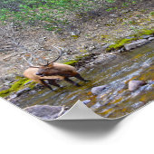 Elk Herd Wading in The Big Thompson River Poster (Ecke)