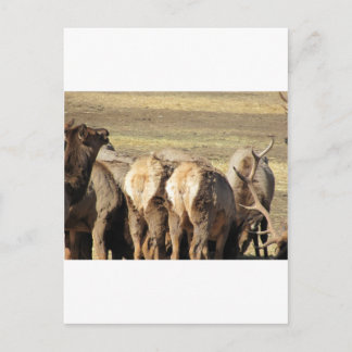 Elk Hintern Postkarte