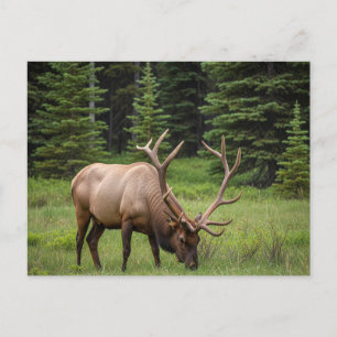 Elk in Banff National Park Kanada Postkarte