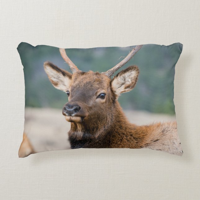 ELK IN ROCKY MOUNTAIN NATIONAL PARK - ELK HERK GR DEKOKISSEN (Vorderseite)