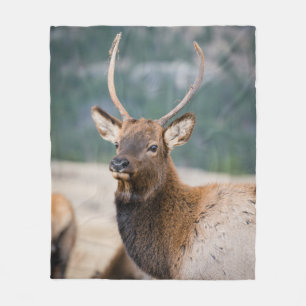 ELK IN ROCKY MOUNTAIN NATIONAL PARK - ELK HERK GR FLEECEDECKE