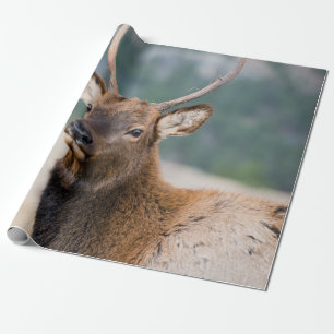 ELK IN ROCKY MOUNTAIN NATIONAL PARK - ELK HERK GR GESCHENKPAPIER