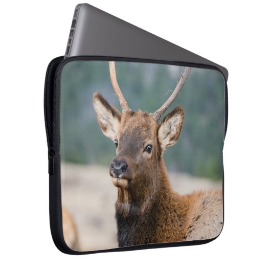 ELK IN ROCKY MOUNTAIN NATIONAL PARK - ELK HERK GR LAPTOPSCHUTZHÜLLE (Vorne Rechts)