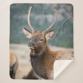 ELK IN ROCKY MOUNTAIN NATIONAL PARK - ELK HERK GR SHERPADECKE (Vorderseite)