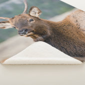 ELK IN ROCKY MOUNTAIN NATIONAL PARK - ELK HERK GR SHERPADECKE (3/4)