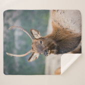 ELK IN ROCKY MOUNTAIN NATIONAL PARK - ELK HERK GR SHERPADECKE (Vorderseite (Horizontal))