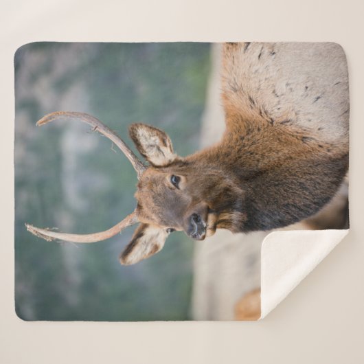 ELK IN ROCKY MOUNTAIN NATIONAL PARK - ELK HERK GR SHERPADECKE (Vorderseite (Horizontal))