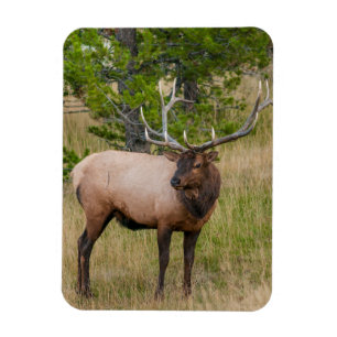 Elk Lake Village Yellowstone Nationalpark Wyoming Magnet
