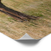 Elk Lake Village Yellowstone Nationalpark Wyoming Poster (Ecke)