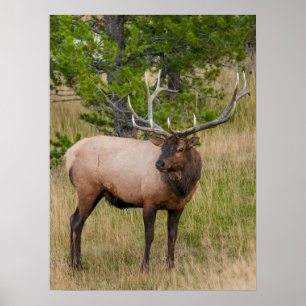 Elk Lake Village Yellowstone Nationalpark Wyoming Poster