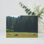 Elk Meadow im Redwood-Nationalpark (Stehend Vorderseite)