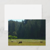 Elk Meadow im Redwood-Nationalpark (Vorne/Hinten)