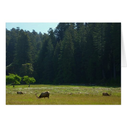 Elk Meadow im Redwood-Nationalpark (Vorderseite (Horizontal))