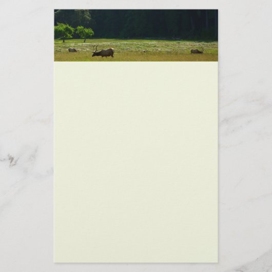 Elk Meadow im Redwood-Nationalpark Briefpapier (Vorderseite)