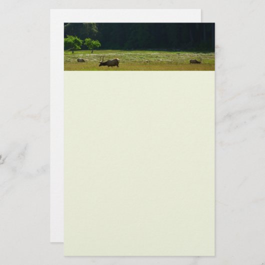 Elk Meadow im Redwood-Nationalpark Briefpapier (Vorne/Hinten)