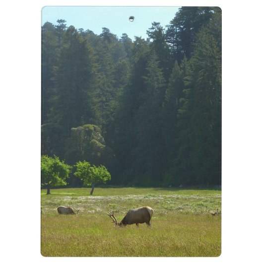 Elk Meadow im Redwood-Nationalpark Klemmbrett (Rückseite)