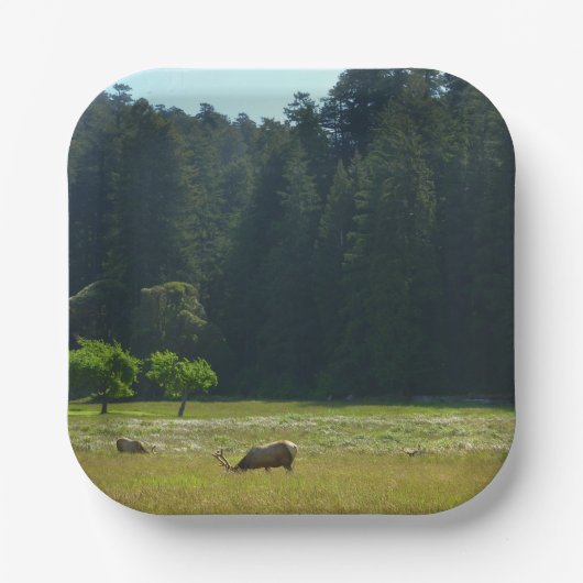 Elk Meadow im Redwood-Nationalpark Pappteller (Vorderseite)