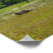 Elk Meadow im Redwood-Nationalpark Poster (Ecke)