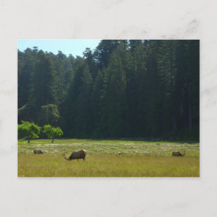 Elk Meadow im Redwood-Nationalpark Postkarte
