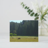 Elk Meadow im Redwood-Nationalpark Postkarte (Stehend Vorderseite)
