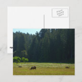 Elk Meadow im Redwood-Nationalpark Postkarte (Vorne/Hinten)