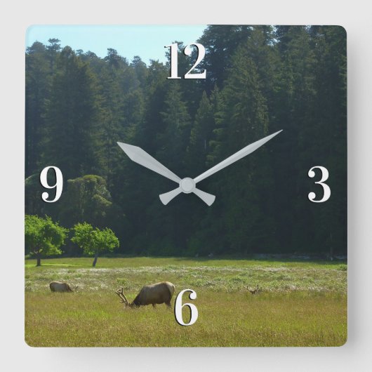 Elk Meadow im Redwood-Nationalpark Quadratische Wanduhr (Vorderseite)