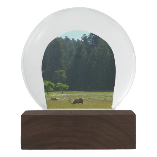 Elk Meadow im Redwood-Nationalpark Schneekugel (Vorderseite)