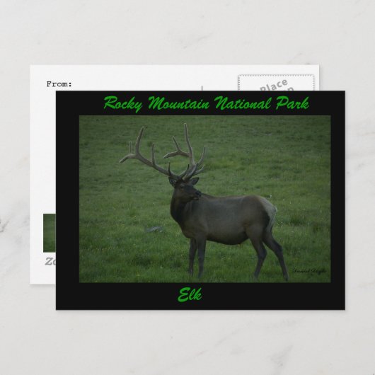 Elk, Milner Pass Postkarte (Vorne/Hinten)