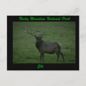 Elk, Milner Pass Postkarte (Vorderseite)