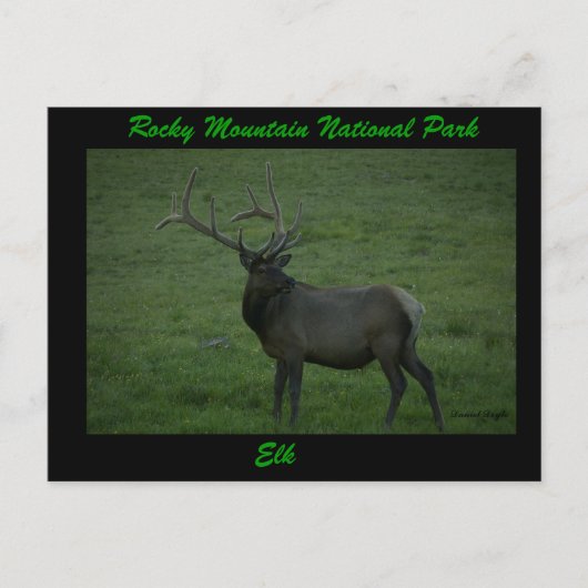 Elk, Milner Pass Postkarte (Vorderseite)