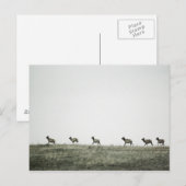 Elk P2799 Postkarte (Vorne/Hinten)