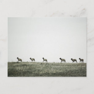 Elk P2799 Postkarte