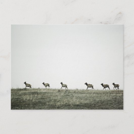Elk P2799 Postkarte (Vorderseite)